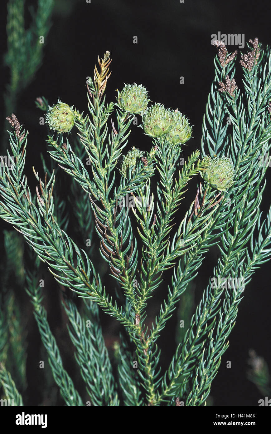 aptenia cordifolia variegata Aptenia cordifolia var. variegata main image 1