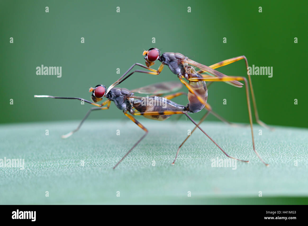 Nahaufnahme von zwei Insekten, Indonesien Stockfoto