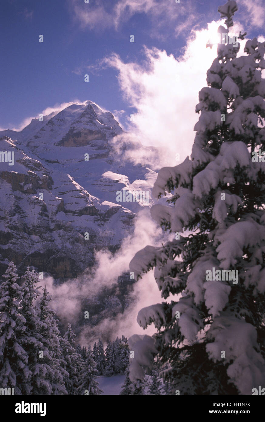 Schweiz, Berner Oberland, Berg Holz, anzeigen, Jungfrau, 4158 m, Gipfel, verschneiten, wunderschöne Wolken, Europa, die Berner Alpen, Holz, Nadelbäume, Nadelbaum, Berge, Berge, Bergspitzen, Felsen, Schnee, Schnee, Winter, Saison, Natur, Symbol, Konzeption, Bergwelt, Herausforderung, Belastung, Bergsteigen, Wandern, kalt, eisig, kalt, kalt, Strahl Hoffnung Stockfoto