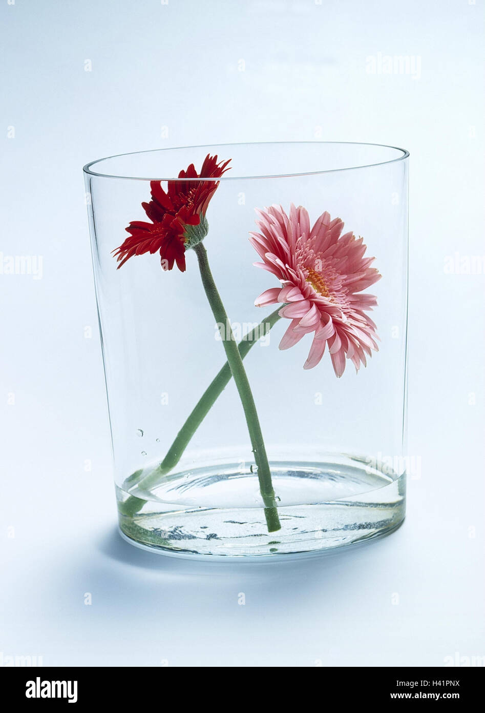 Still Life, Glas, Gerbera, rosa, rot Wasser Glas, transparent, Blumen, zwei, Pflanzen, Schnittblumen, Deko, Dekoration, Schmuck, Stillleben, paarweise Stockfotografie