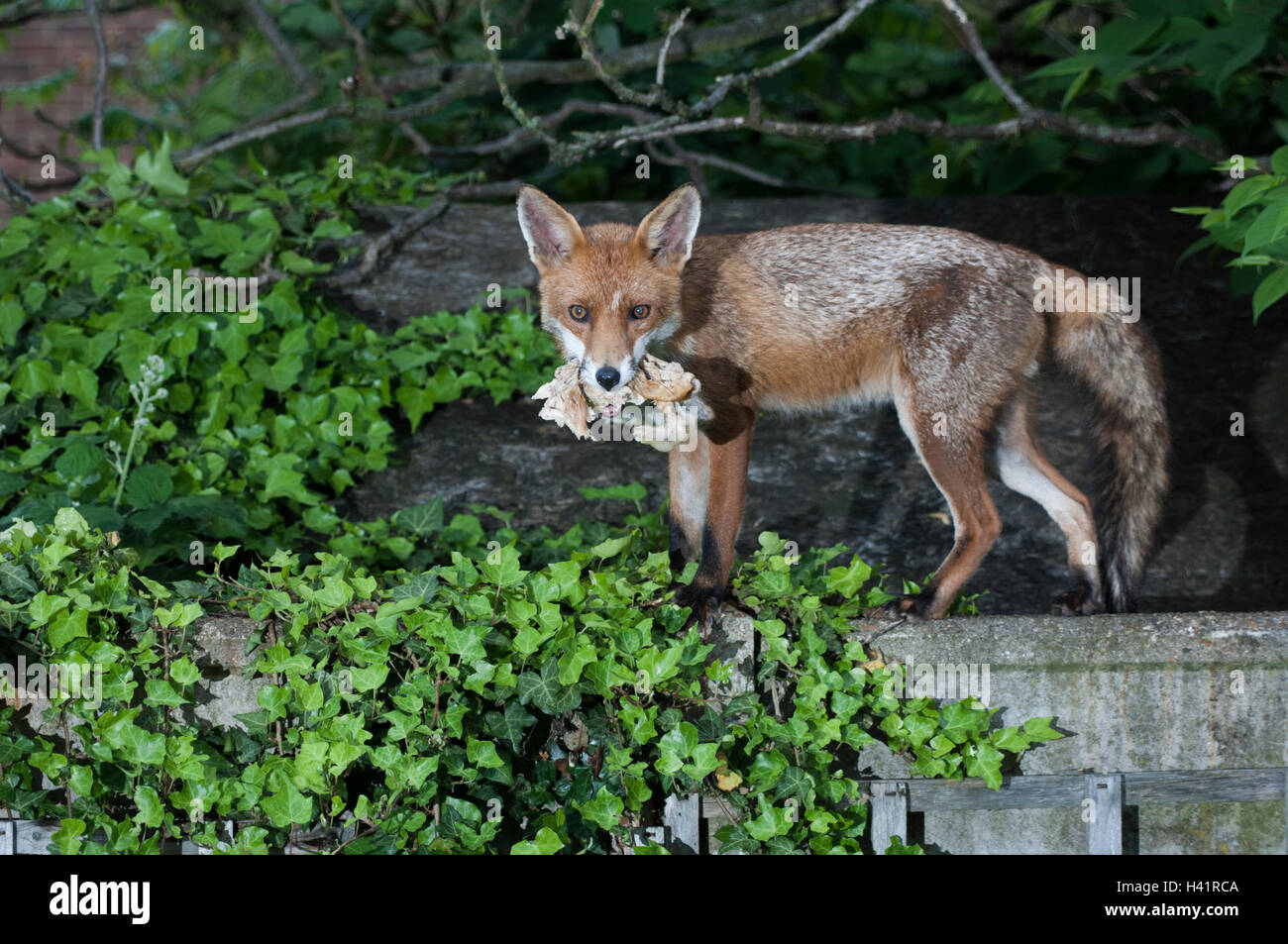 Red Fox (Vulpes vulpes), mit der Nahrung Cache in London, Vereinigtes Königreich Stockfoto