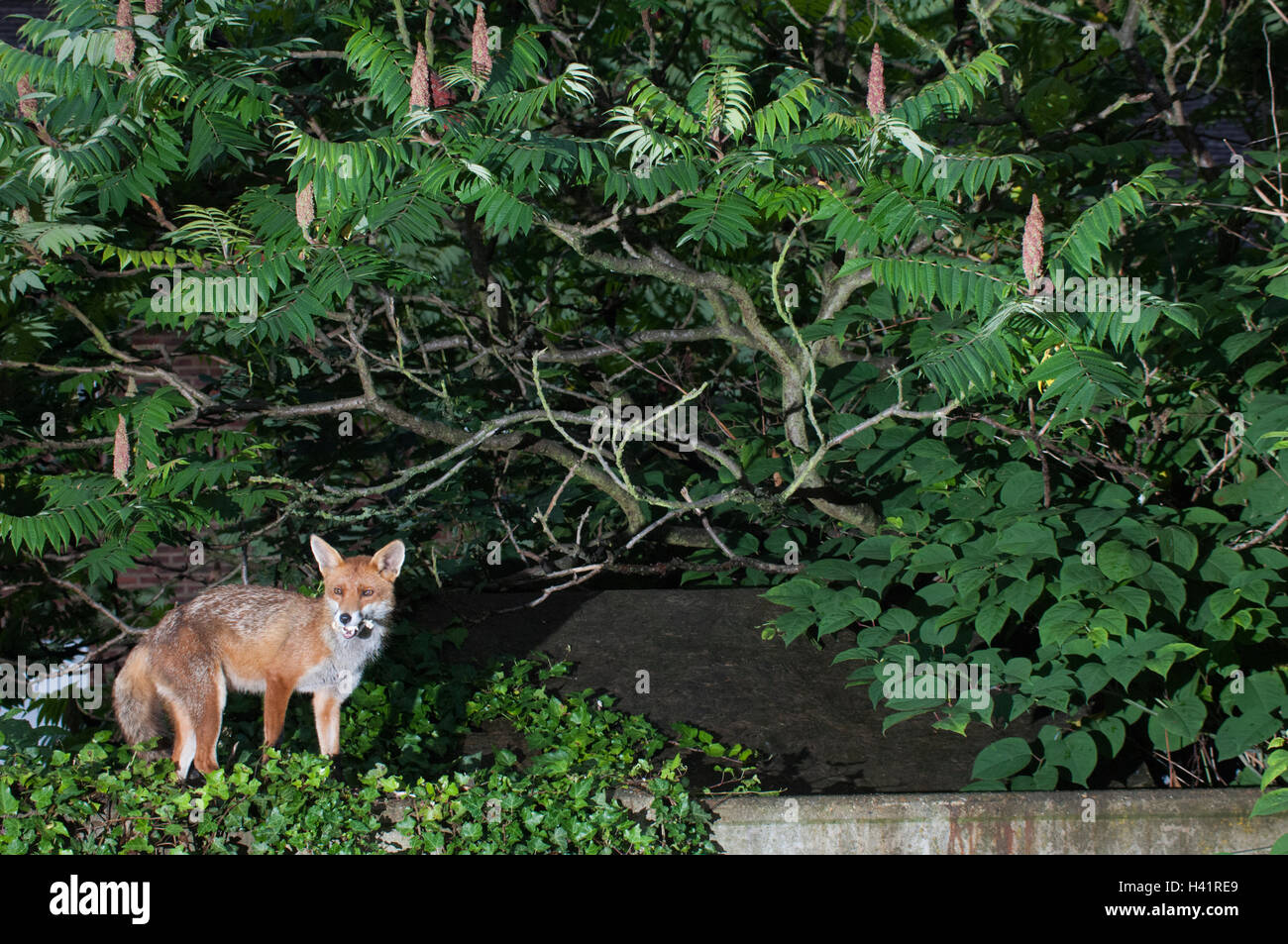 Rotfuchs (Vulpes Vulpes), mit Essen-Cache im Garten London, Vereinigtes Königreich Stockfoto