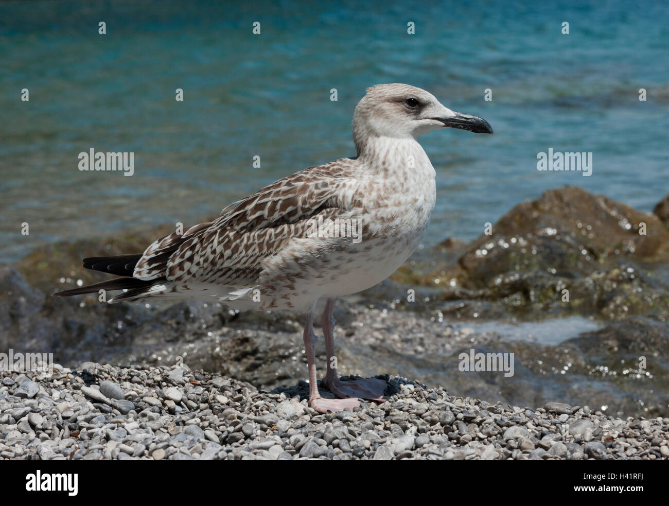 Yellow-legged Gull, Larus cachinnans (Atlantis), erste Jahr Jugendliche, Salerno, Italien Stockfoto