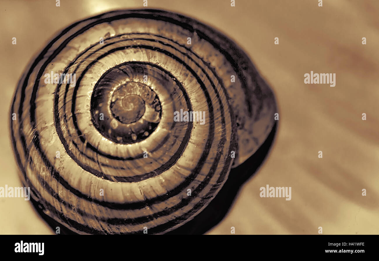 Schnecke-Shell-Reverse-ring Stockfoto