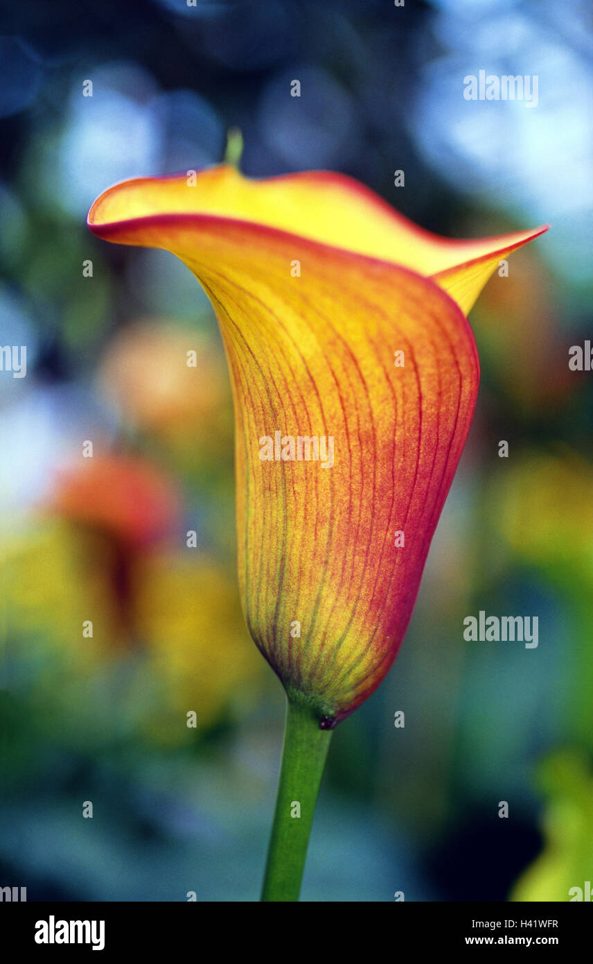 Kalla, Zantedeschia, detail, Blüte, gelb-rot, Hybrid, New Zealand, Arum Pflanzen, Aronstabgewächse, Blüte, Einfachheit, einfach, einfach, Schönheit, Zartheit, Form, Ästhetik, Produktfotografie Stockfoto