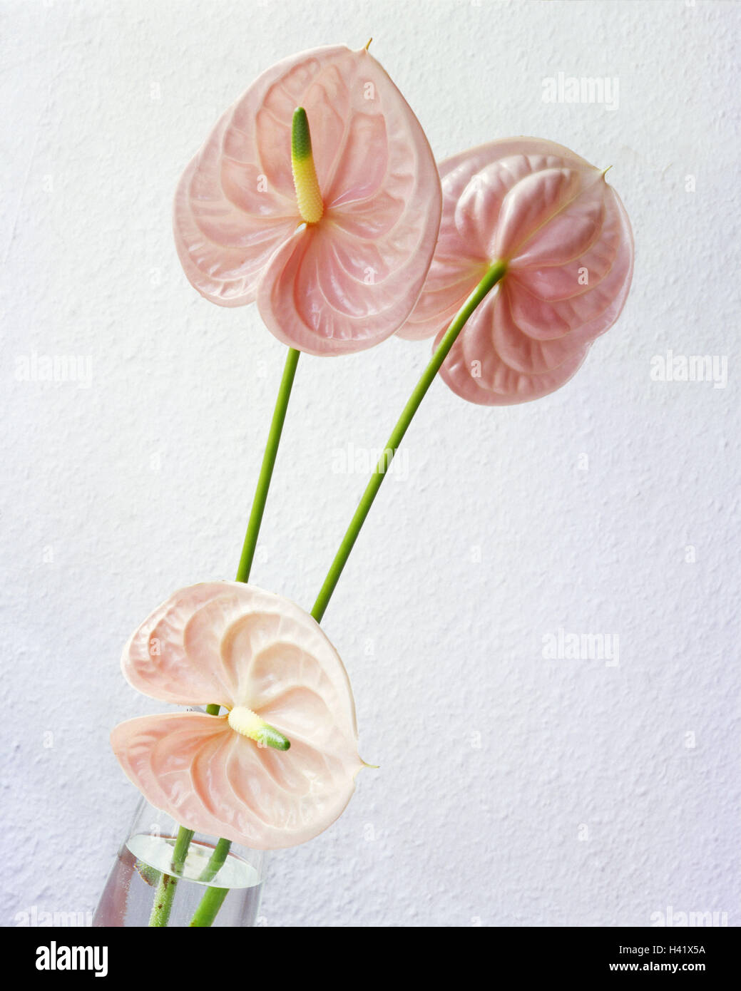 Flower Vase, Detail, Flamingo Blumen, rosa, Unschrfe, Vase, Glasvase,  Blumen, Schnittblumen, Zierpflanzen, Anthurie, Anthurium, Arum Pflanzen,  Aronstabgewchse, hochrangige Bltter, Blume Flaschen, exotische,  tropische, Dekoration, Wohnraum-Dekoration ...