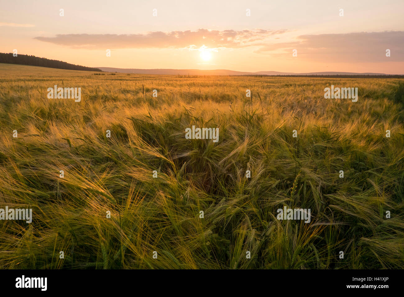 Bereich der hohe Gräser bei Sonnenuntergang Stockfoto