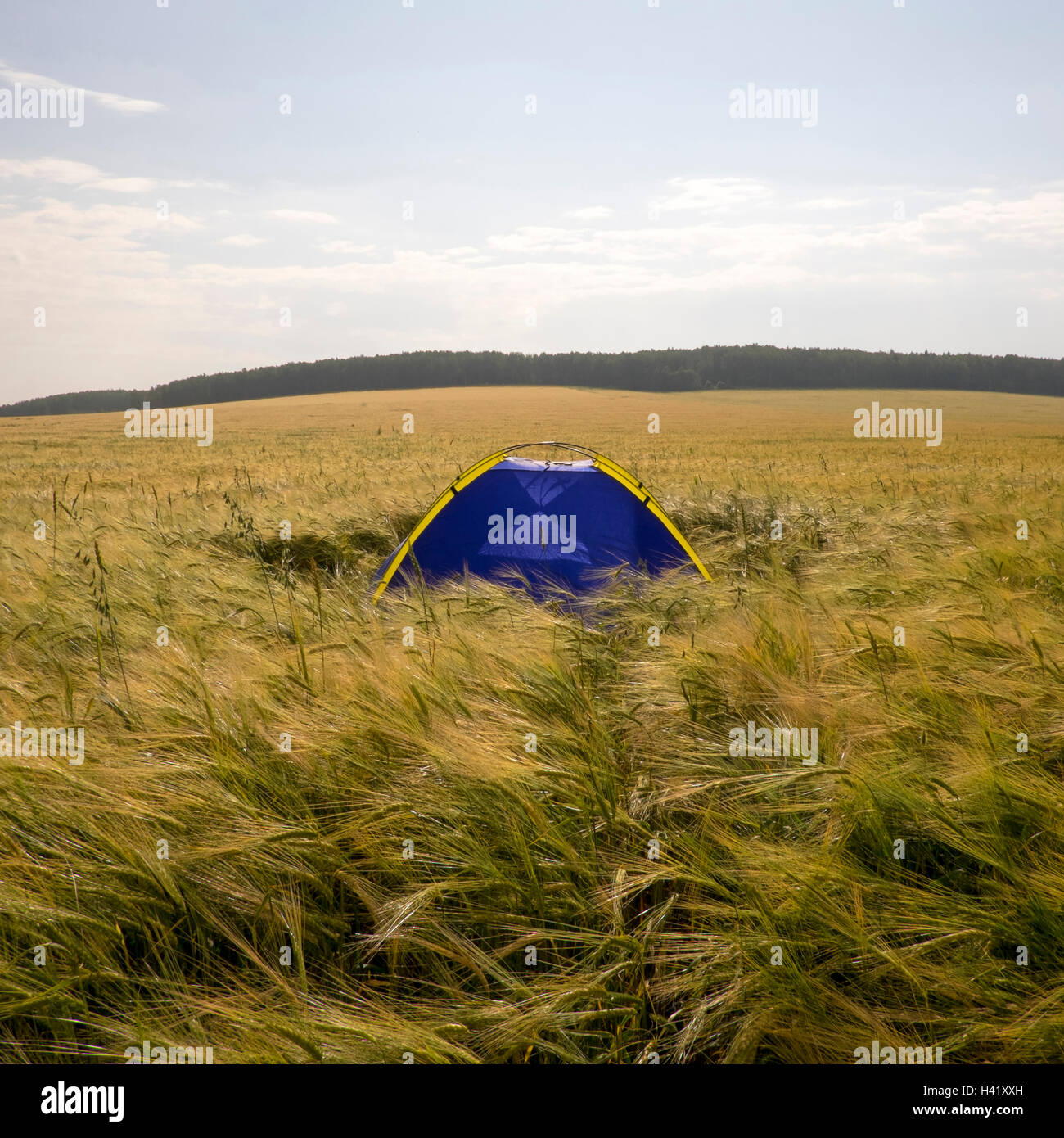 Blaue camping Zelt im Feld hohem Gras Stockfoto