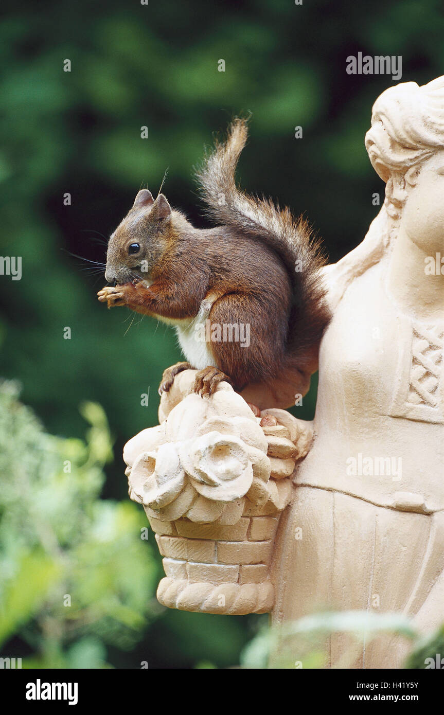 Garten, Statue, europäischen Eichhörnchen, Sciurus Vulgaris, Natur, Zoologie, Tierwelt, Tier, Tiere, Säugetier, Säugetiere, Nagetier, Nagetiere, Croissants, europäischen Eichhörnchen, Eichhörnchen, Essen, Essen, Einnahme Stockfoto