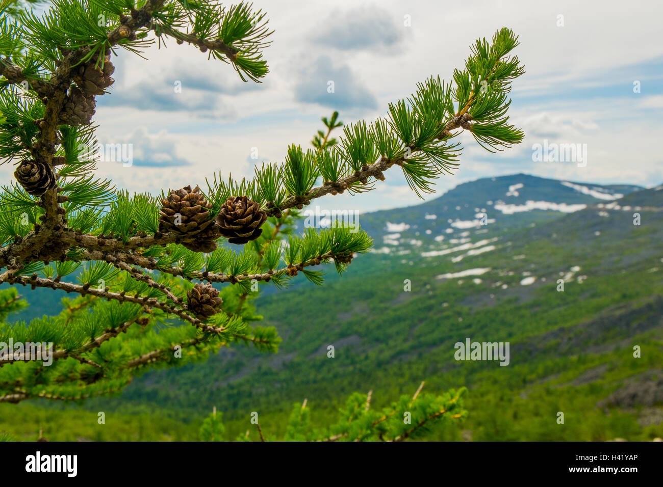 Nahaufnahme von Tannenzapfen auf Tannenzweig Baum Stockfoto