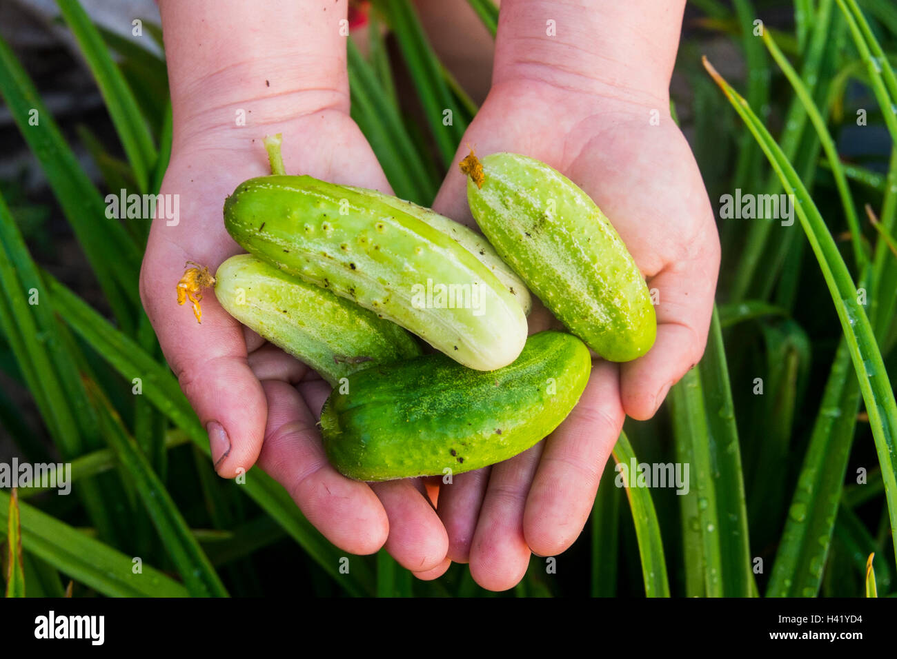 Nahaufnahme von Händen mit grünen Gurken in Rasen Stockfoto