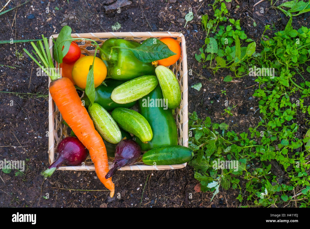 Korb mit frischem Gemüse auf Gartenerde Nahaufnahme Stockfoto