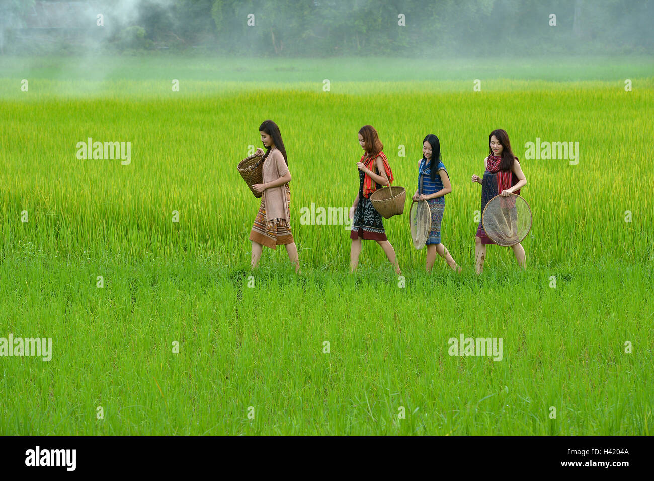 Vier Frauen gehen durch Reisfelder, Thailand Stockfoto