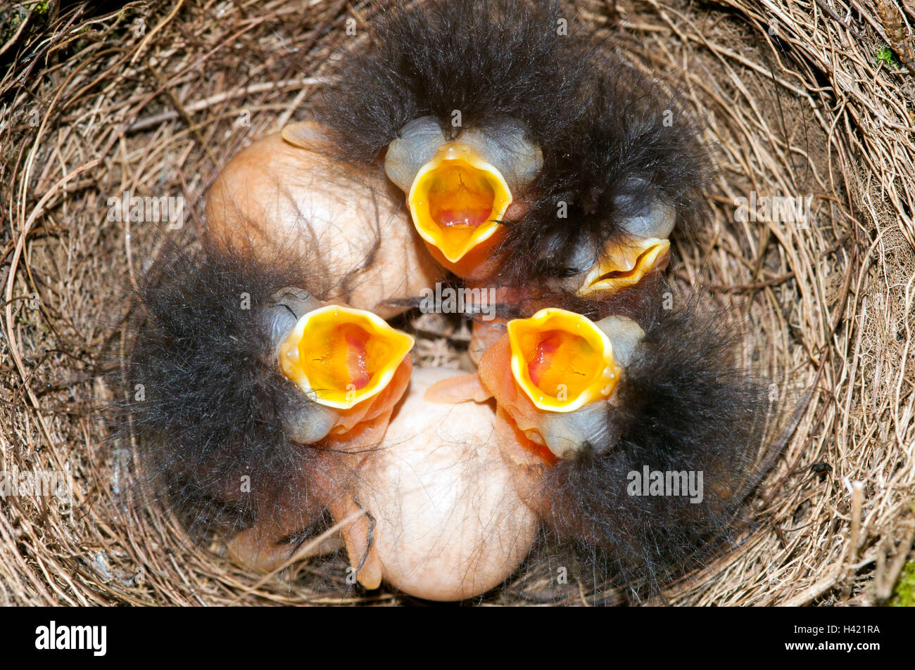 Baby Robins in ein Nest mit Eiern Stockfoto