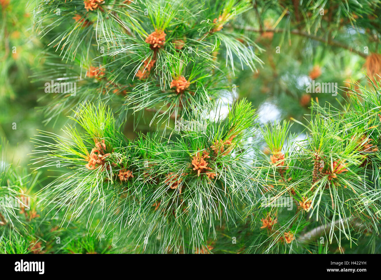 Pitch Pine Tree Nadeln Nahaufnahme füllen den ganzen Körper. Stockfoto