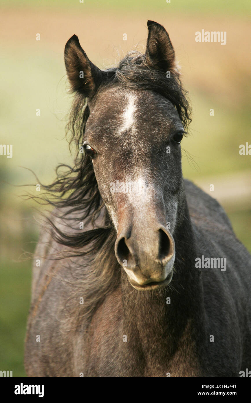 Arabische Pferd, Portrait, Stockfoto