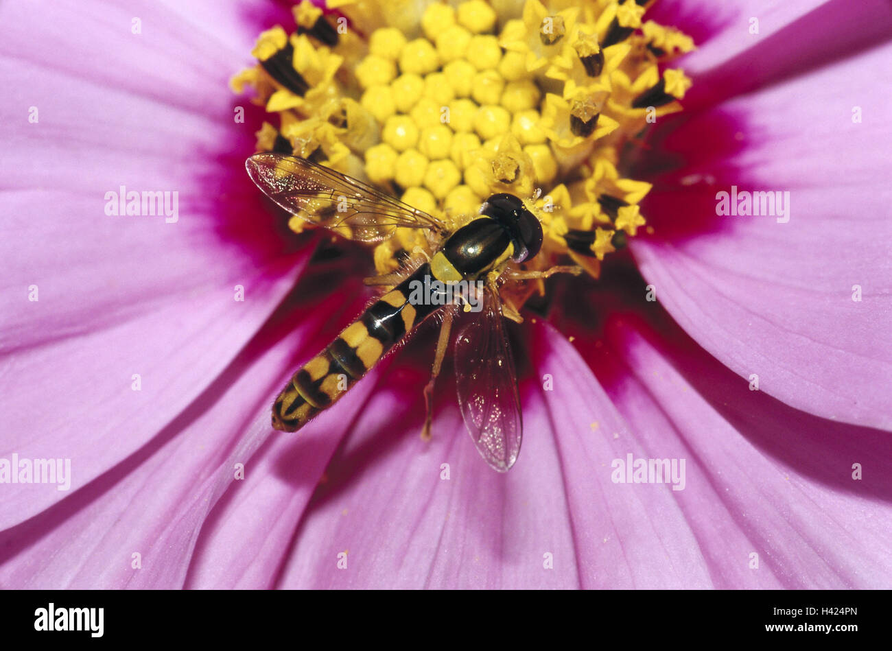 Blüte, Blüten, rosa, detail, Winterschwebfliege Episyrphus Balteatus Natur, Blume, Staub Schiffe, Staub, Zoologie, Tierwelt, Tier, Tiere, Insekt, Insekten, Flug Insekt, Flug Insekten, fliegen, Luftfahrt, Brachycera, Dipteren, Winterschwebfliegen, S Stockfoto