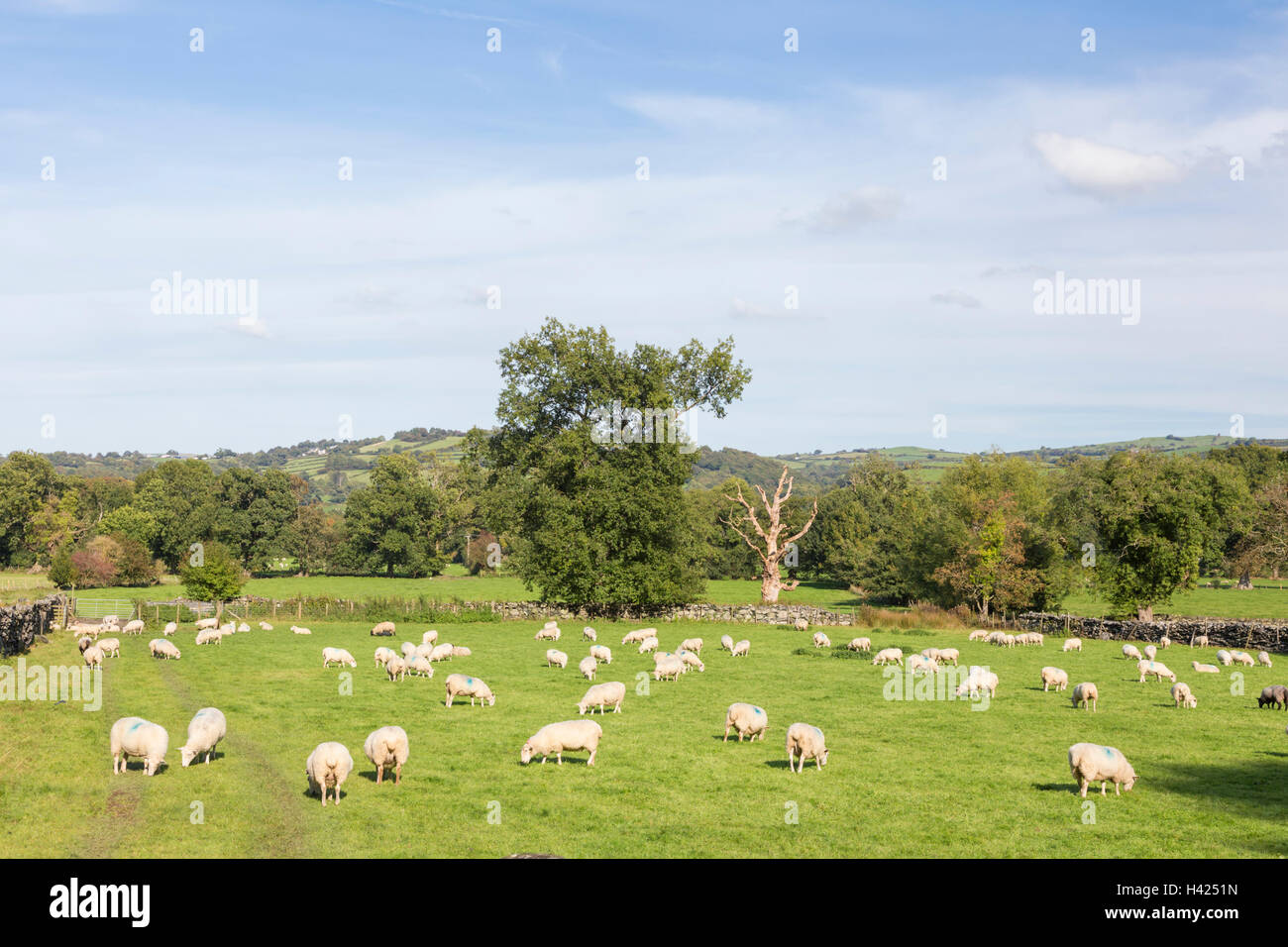 Schafe weiden auf landwirtschaftlichen Flächen in North Wales, UK Stockfoto