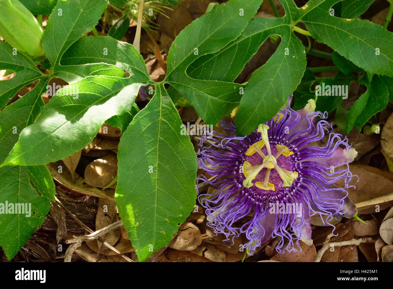 Wunderschöne offene Passiflora incarnata oder Purple Passion Flower allgemein bekannt als maypop, in einem botanischen Garten in Florida. Stockfoto