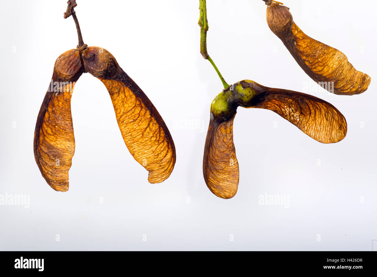 Bergahorn Acer Pseudoplatanus Samen im Herbst Stockfoto