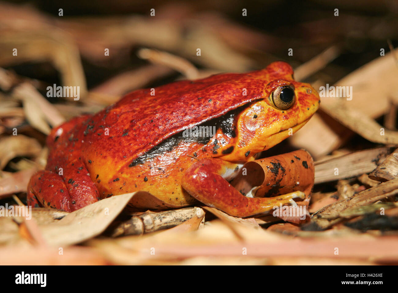 Zoo, Tomatenfrosch, Dyscophus Guineti, Terrarium, Tiere, Tier, Amphibien, Amphibien Frosch, Frosch Anura, Amphibien, Amphibien, engen Mund Frösche, Amphibien, engen Mund Frosch, Microhylidae, Dyscophus Antongilii, Discophus Antongilli, Frösche, Frosch Stockfoto