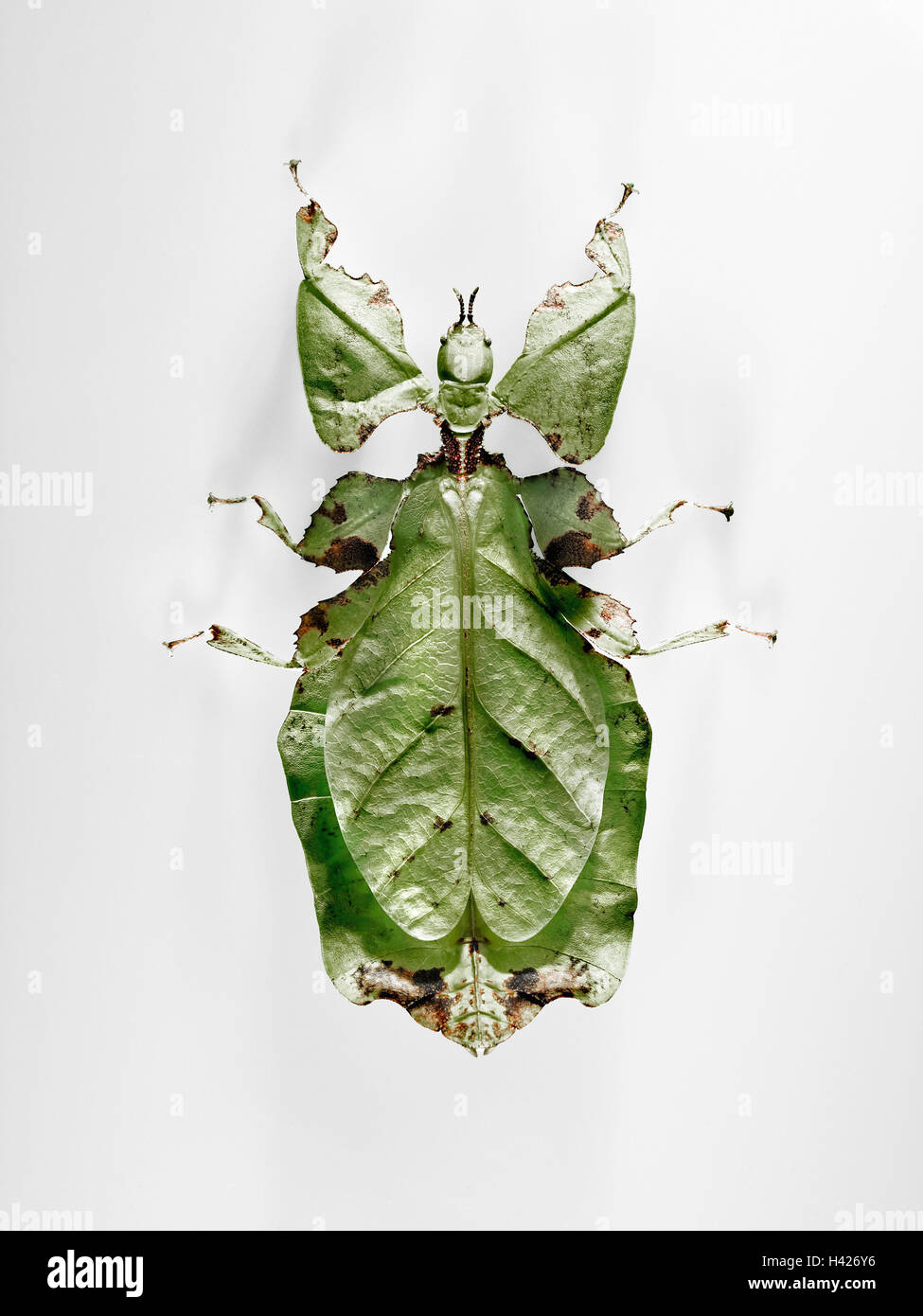 Wanderndes Blatt, Phyllium Giganteum,, grün, Weiblich, Tier, Insekten, Ghost Heuschrecken, Heuschrecken,, Geradflügler, Pflanzenfresser, Gespenstschrecke, Symbol, Anpassung, Tarnung, Studio, Wohnung, freie Platten,, Lebensraum, Malaysia, Cameron Highlands Stockfoto