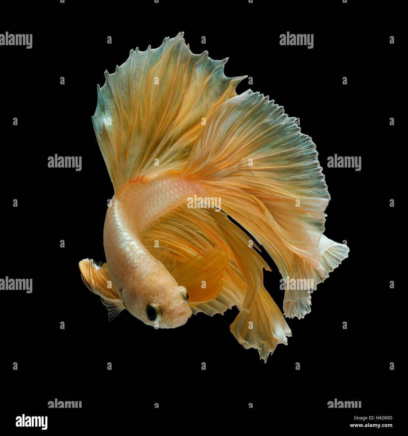 Gold fish black background -Fotos und -Bildmaterial in hoher Auflösung ...