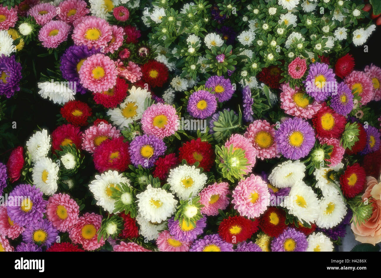 Astern, Blumen, Blüten, detail, Pflanzen, Verbundwerkstoffe, Gartenblumen, Ornament Blumen, Sommerblumen, Blüte Pracht, dicht, eng, Blüten, von oben, rot, weiß, lila, rosa, Blütenmeer, Stockfoto