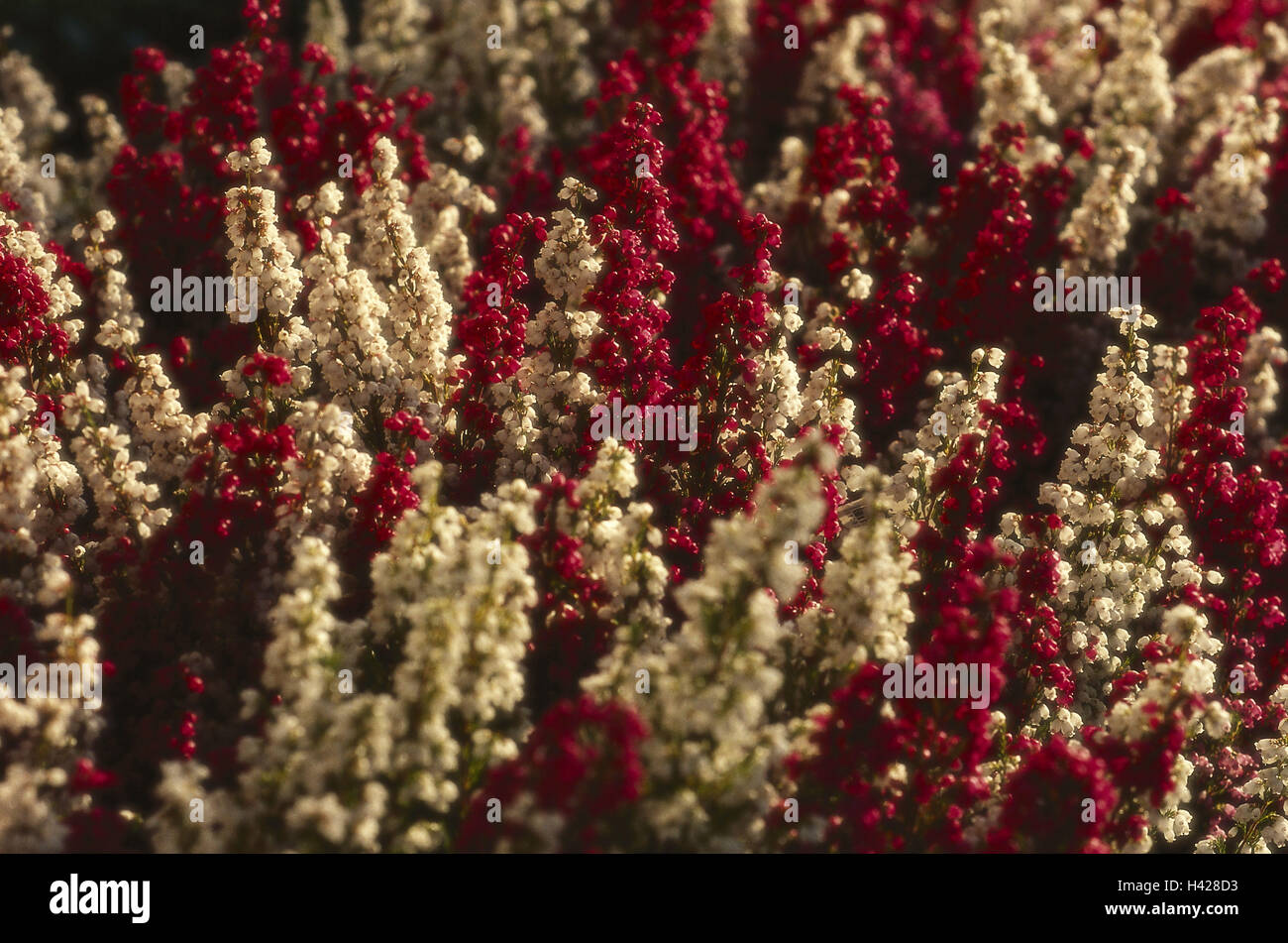 Heather, Erica spec, Detail, Blüten, rosa, weiß, Heather Pflanzen, Ericadeae, Pflanzen, Blumen, Natur, Floristik, Pflanzen, Blüten, Prime, Stockfoto