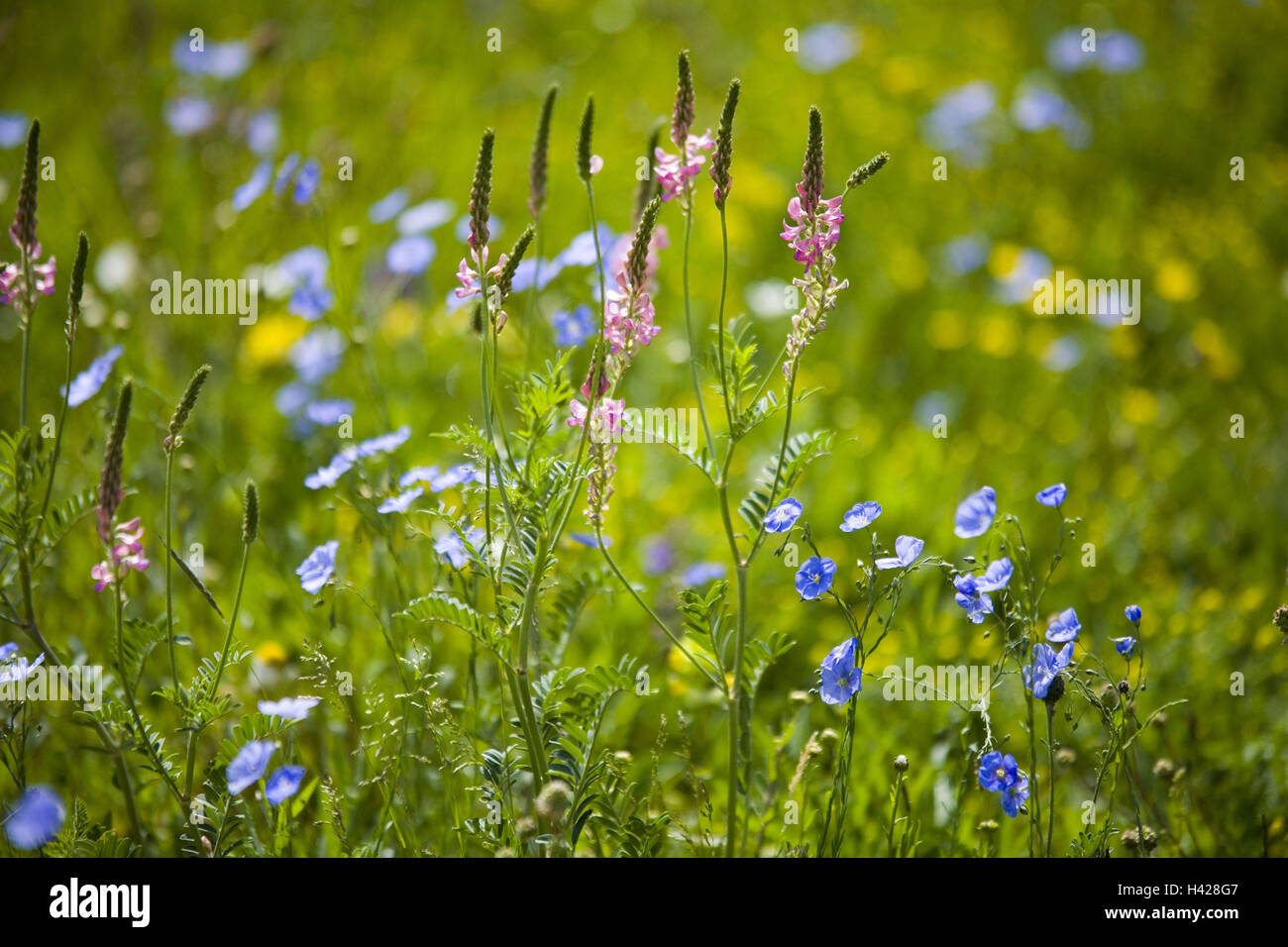 Blumenwiese, Stockfoto