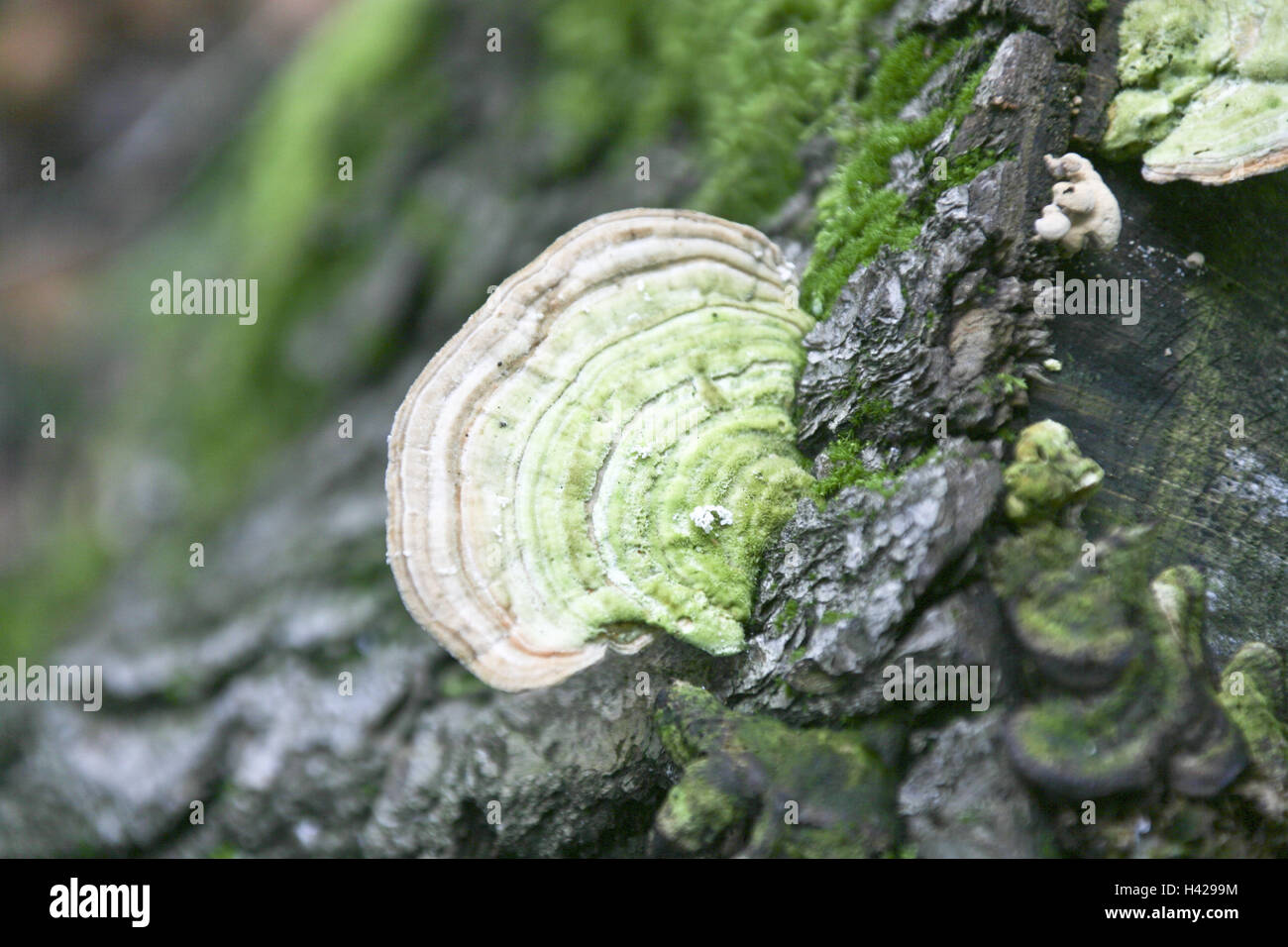 Baumstumpf, Pilze, mittlere Nahaufnahme Stockfoto