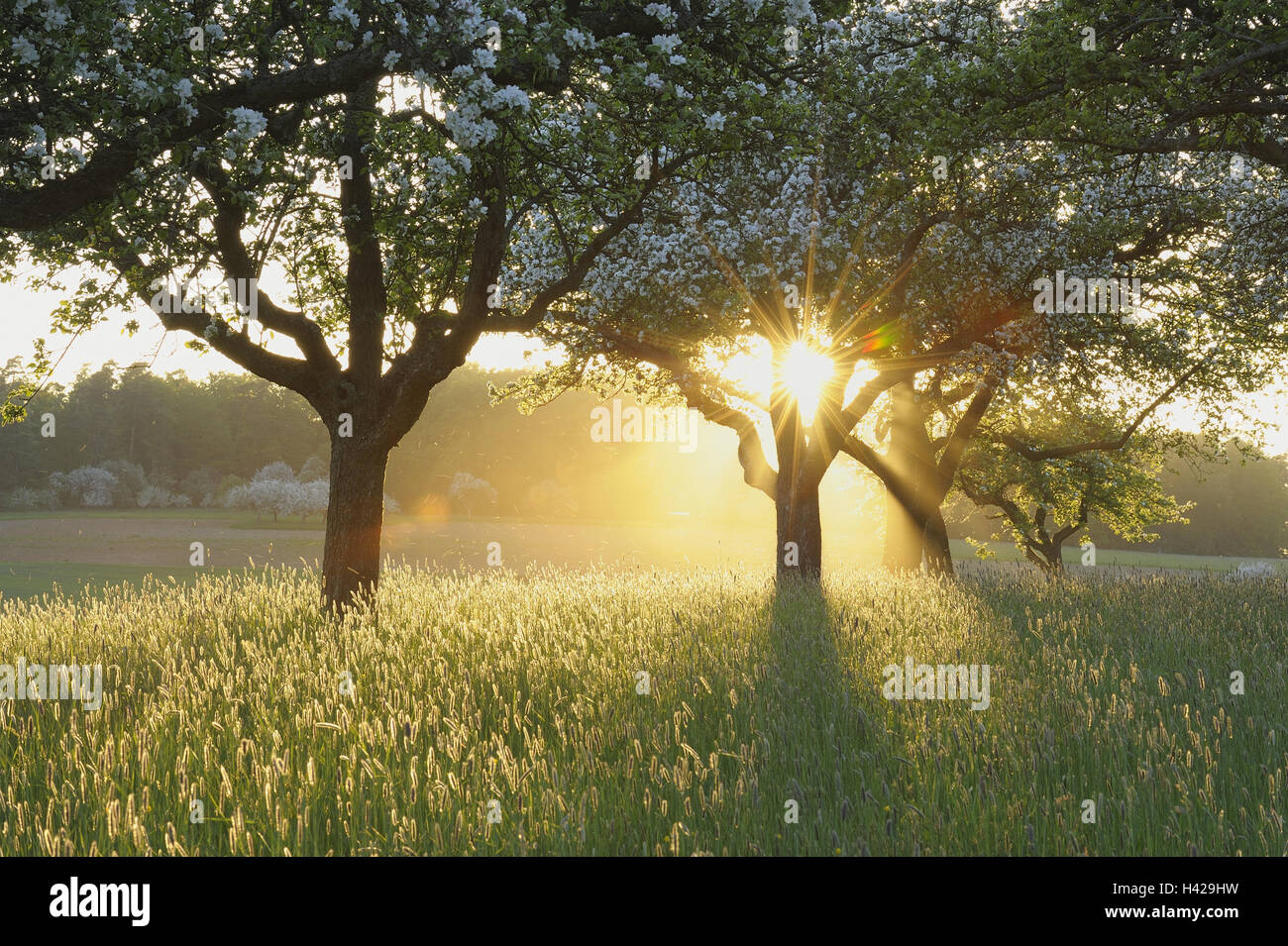 Frühling, Wiese, Apfelbäume, Pyrus Domestica, Sonnenaufgang, Bayern, Untermain, Deutschland, Gegenlicht, Stockfoto