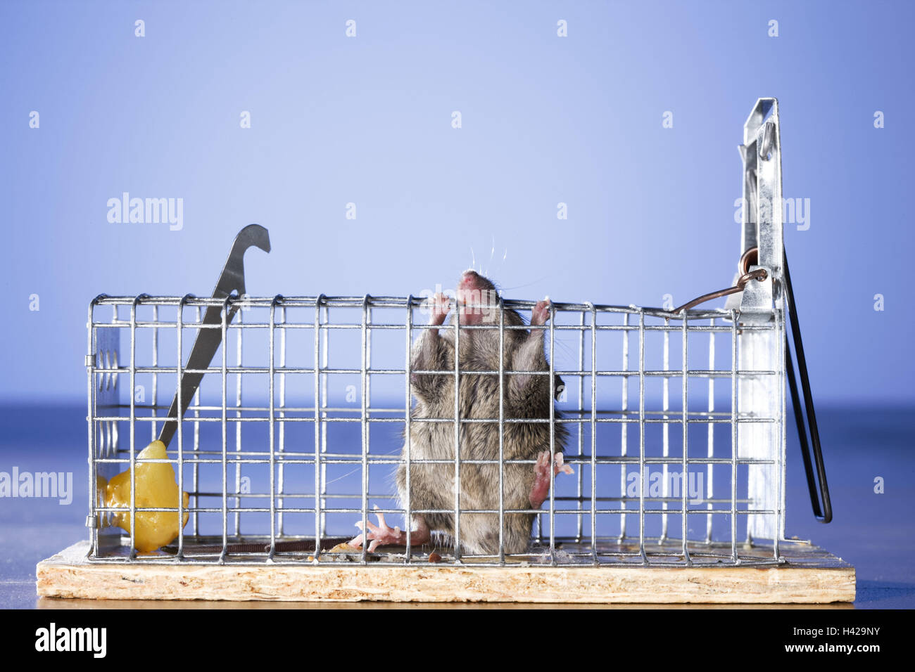 Mausefalle, Stück Käse, Waldmaus, Fall, Raster, Maus, grau, Tier, eingesperrt, gefangen, zu entgehen, versuchen zu entkommen, hoffnungslos, verzweifelt, nagen, Stockfoto