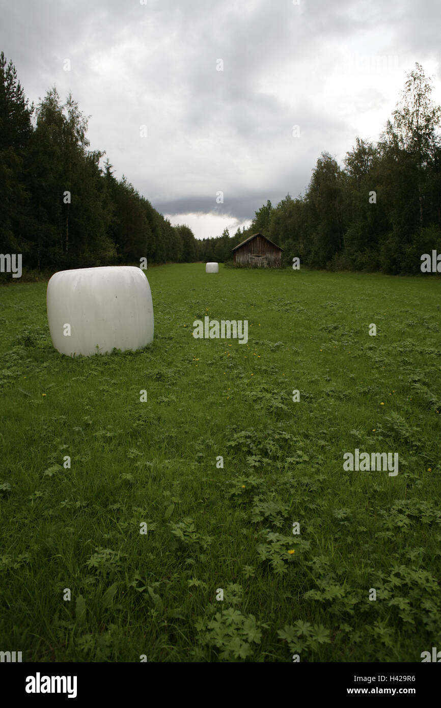 Schweden, Norrland, Norrbotten, Wiese, Strohballen, Scheune, Skandinavien, polar circle, ländlich, Landschaft, Landwirtschaft, Feld, Holz, Rand Wald, Bäume, Holzhütte, Hütte, Heuballen, Runde Ballen gewickelt, draußen, menschenleer, Cloudies, Stockfoto