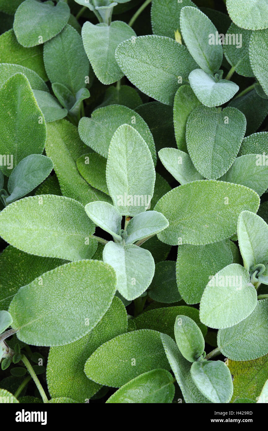 Weiten grünen Gewürz Salbei, Salvia Officinalis, Stockfoto