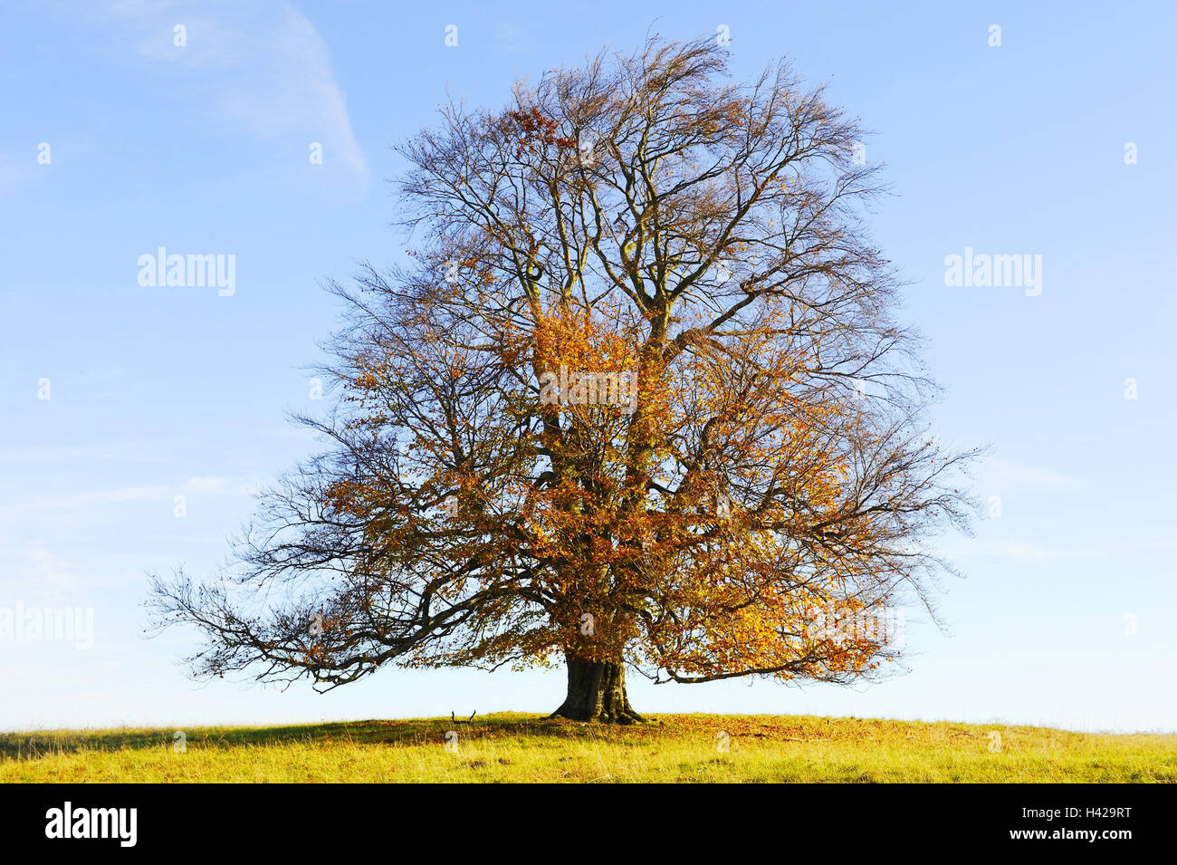Copper Beech, Fagus Sylvatica, Herbst, Stockfoto