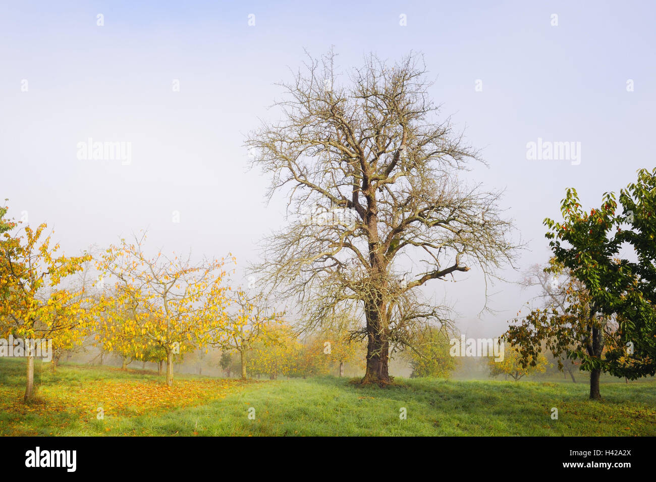 Wiese, Laubbäume, Saison, Herbst, Himmel, blau, Deutschland, Baden-Wurttemberg, Wurf, Obstbäume, Obstbäume, Kirschbäume, Birnbaum, Bäume, kahl, Blätter, Laub, hell, Herbstfärbung, herbstliche, Natur, Nebel, Stimmung, Natur, niemand, Sonnenschein, Stockfoto