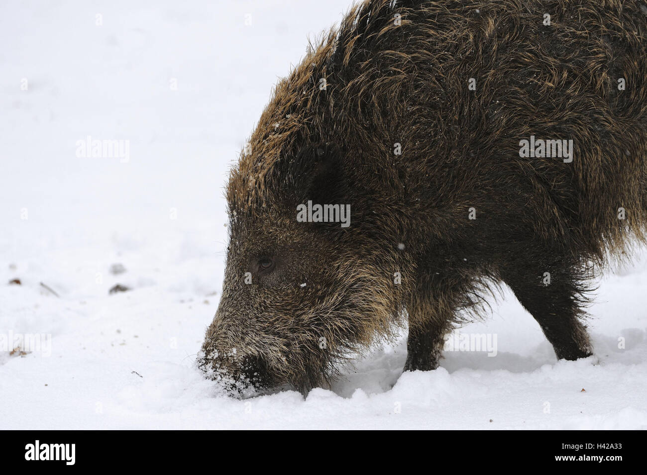 Wildschwein, Sus Scrofa, Schnee, Futter suchen, Porträt, Seitenansicht, Säugetier, Tier, Wildtier, Wirbeltier, Säugetier, hungrig, schwarze Spiel, Klauentieren Tier, kalt, tierischen Welt, Wiese, Tiere, Winter, Natur, Tier Portrait Stockfoto