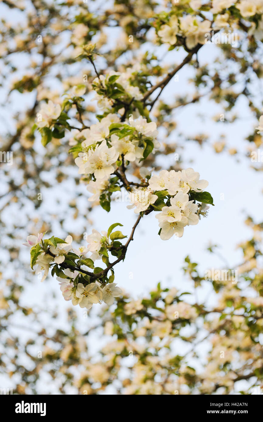 Apfelbaum, Blüten, Stockfoto
