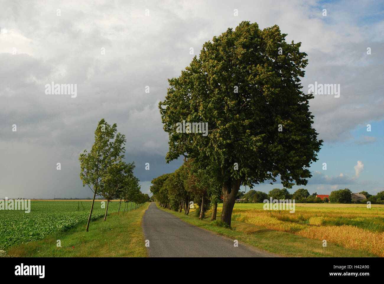 Deutschland, Mecklenburg-Vorpommern, Insel Rügen, Feldweg, Avenue, Wind, Abendlicht, Stockfoto