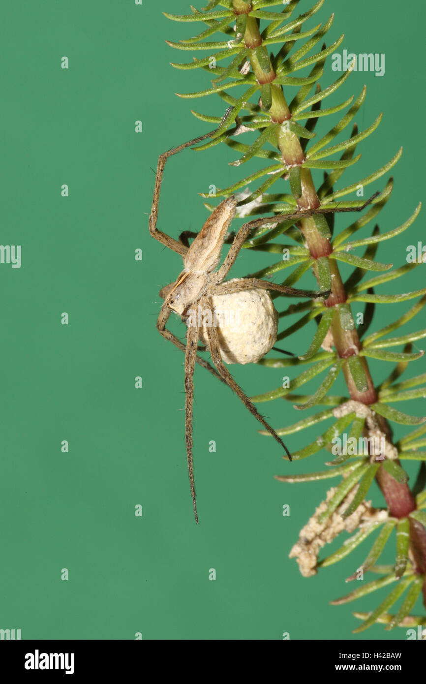 Räuberische Spinne, Eikokon, Stockfoto
