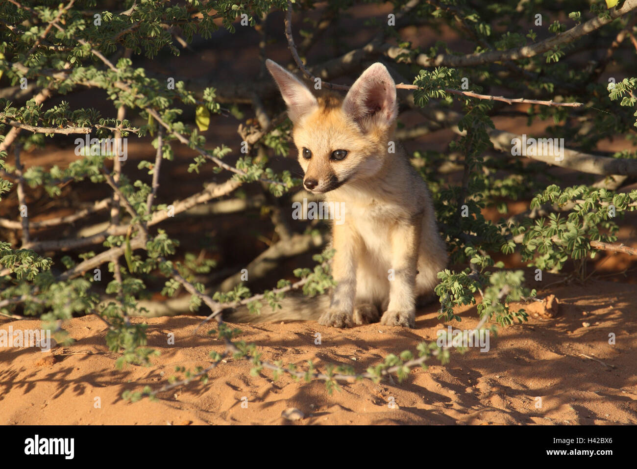 Junge Kap Fuchs, Kap Foxterrier, Stockfoto