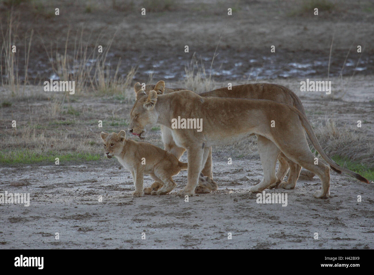 Löwenkopf-Gruppe mit jungen, Löwe, Stockfoto