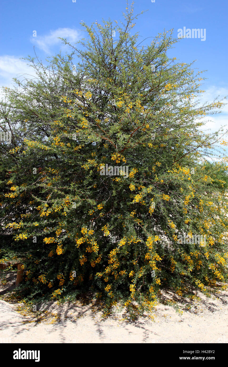 Kamel Spike Baum, Blüten, Camel Dornenbaum, Stockfoto