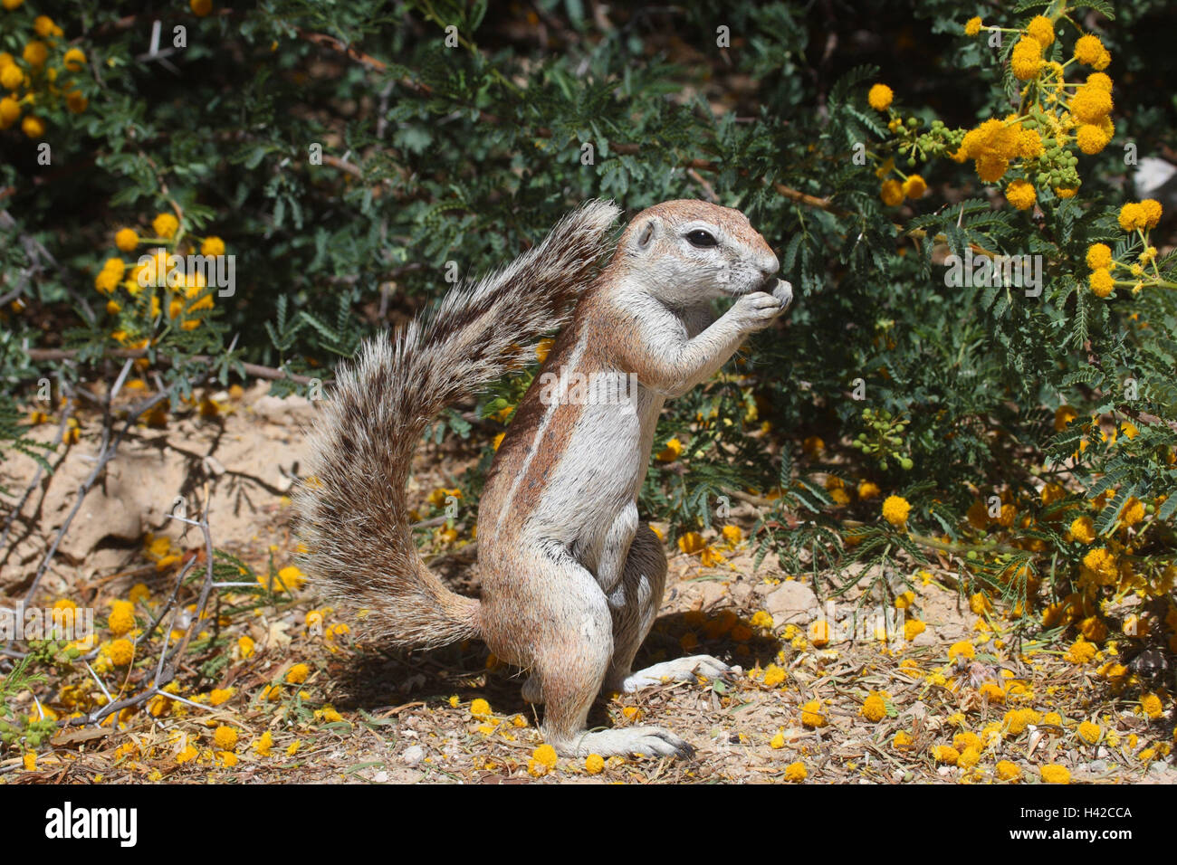 Cape Erdhörnchen, Kap-Borstenhörnchen, Stockfoto