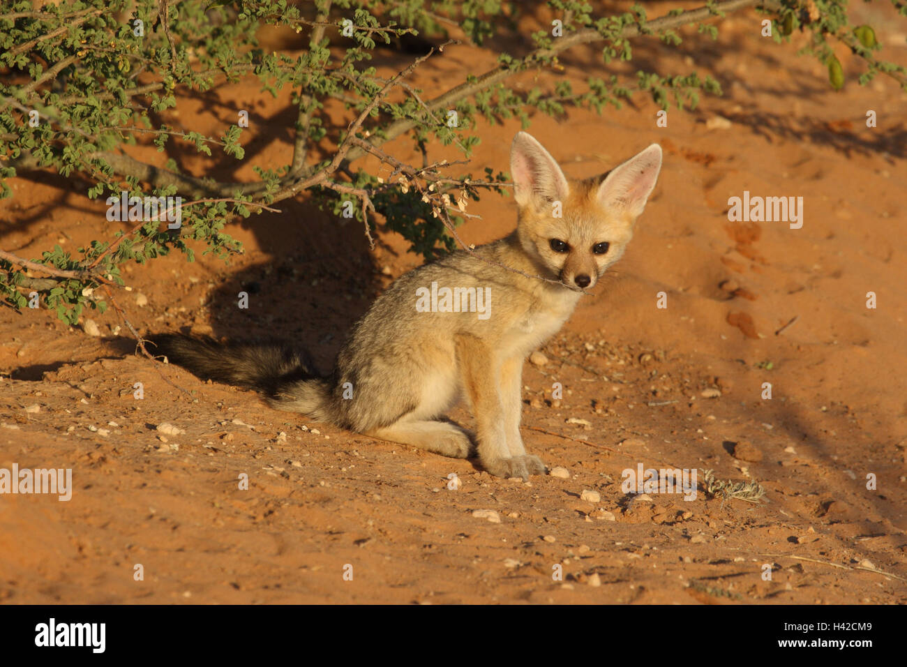 Junge Kap Fuchs, Kap Foxterrier, Stockfoto