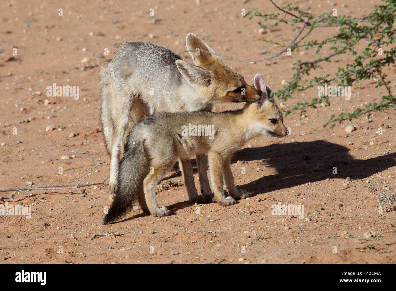 Kap-Fuchs mit jungen Tier, Kap-Foxterrier, Stockfoto