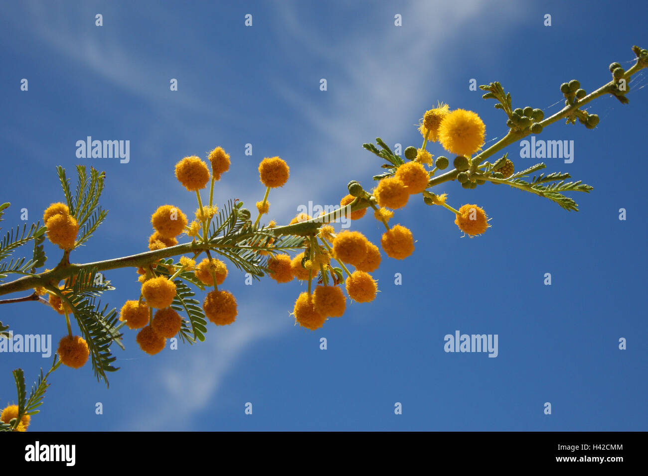 Kamel Spike Baum, Blüten, Camel Dornenbaum, Stockfoto