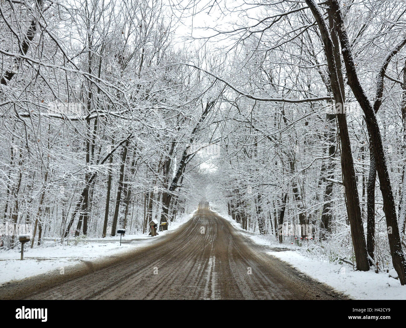 Winter in den Wäldern von Michigan Stockfoto
