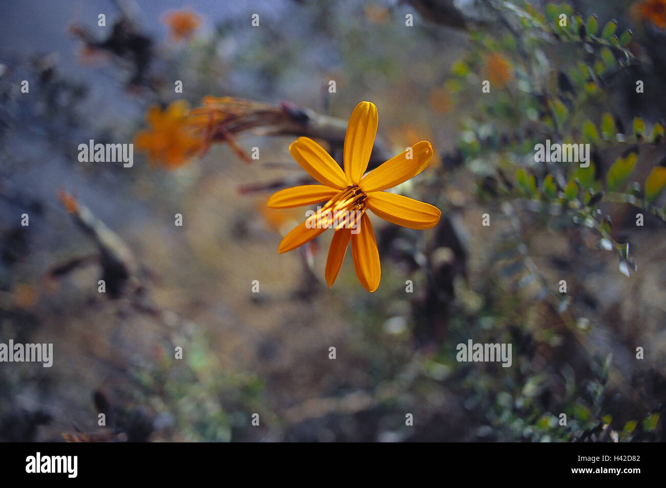Peru, Canon de Colca, Vegetation, Blumen, Orange, Südamerika, Ziel, Ort von Interesse, Natur, Botanik, Pflanzen, Blüten, Stockfoto